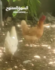  2 دجاجتين  للبيع
