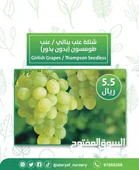  5 شتلات وأشجار العنب النادرة من مشتل الأرياف أسعار منافسة الأفضل في السوق   انگور  Grapes