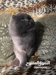 3 ذكر بريتش للتزاوج