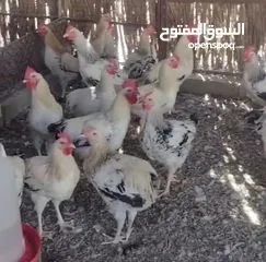  2 ديكا فرنسي بيور اصل