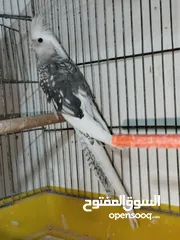  2 جوز كوكتيل شغال للبيع