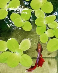  5 نبات طافي لحوض السمك (طبيعي)