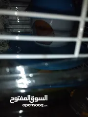  3 هامسترات للبيع