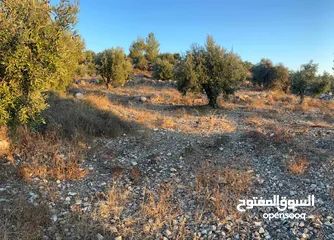  7 ارض للبيع مزروعة زيتون في صوريف