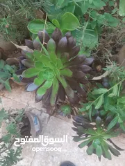  21 زريعه زينه للبيع