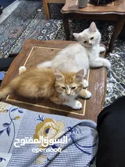  4 قطط لعوبين  نوع شيرازي