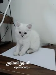  4 قطط شيرازي