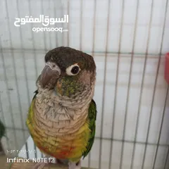  2 ببغاء جرين شك أليف
