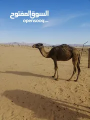  1 بكره للبيع