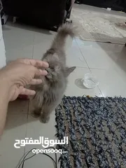  14 Persian cat
