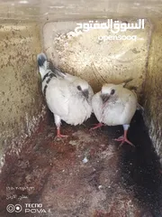  9 كوم 30 حبة تنضيف سطح جواز فحول طواير فراخ