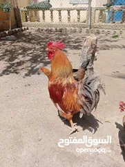  1 ديج عربي خشن فول صحه