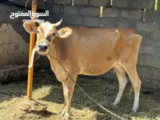  3 بقره جيرسي فيها حليب وهاديه تبارك الرحمن