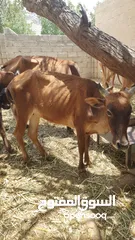  11 للبيع أبقار عمانية وجاعدة وكبش