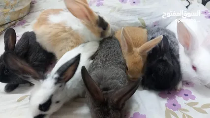  9 Rabbit for sell Holand Bride..age 2.month