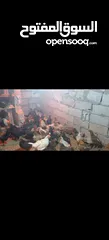  5 ‏دجاج بلدي نخب أول