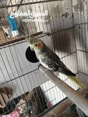  2 جوز كوكتيل مع فراخ وبيض / موقع عجلون عنجره / تفاصيل بالوصف