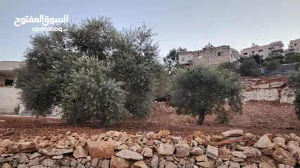  3 كوبر / أرض للبيع مساحه 750 متر مشجره بالزبتون