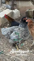  4 صيصان قطني وبراهمي للبيع