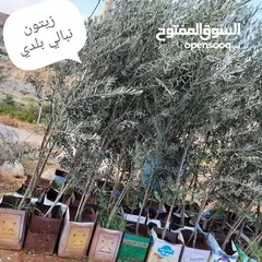  27 مشاتل الرويال لزراعه ومتابعه الاشجار