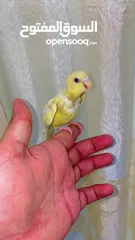  1 Hand tamed cockatiel