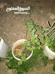  2 اشجار زينه