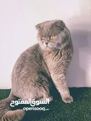  1 2 قطط سكوتش فولد ذكر