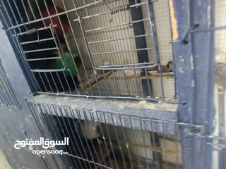  2 طيور جنه مع قفص حديدي قوي جدا بسعر مغري جداً