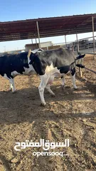  3 بكاكير اظاحي للبيع