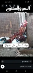  1 دجاج باكستاني