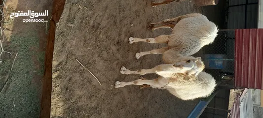  2 قعدان لحم للبيع عدد [3]