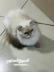  2 قطة مكس بين هملايا وسكوتش