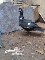  1 فحل بش مصري ب15