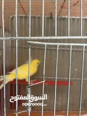  10 ثلث حبات كنار