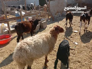  4 يتوفر لدينا عجوله للبيع العدد 3 فحله ووحده نثيه ملات ارباط حلوات اعمارهن من 7 الى 8 اشهر