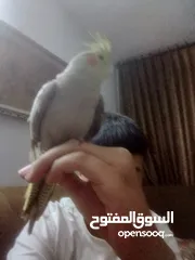  8 عصفور كوكتيل عمره من 3-5 اشهر مو مبين ذكر ولا انثى