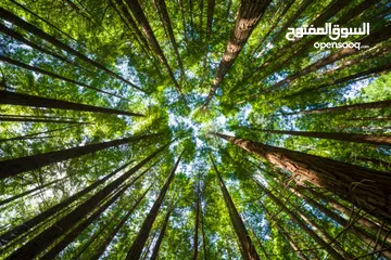  26 صور على الحائط (ستيكرز)