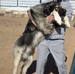  3 (Caucasian shepherd) الراعي القوقازي