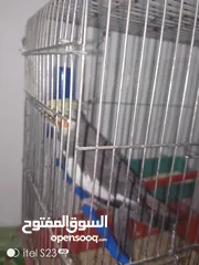  6 متوفر ذكر كوكتيل اليف الطير ماشاء الله نشيط واليف وما بعض ابدا ما بعرف اشي اسمو عض اليف وحبوب