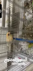  5 يوجد طيور كناري مميزة وجميلة في الخليل