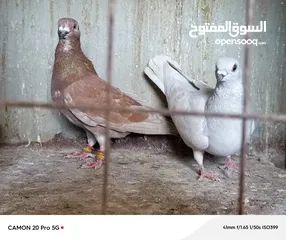  10 للبيع جواز منتجة