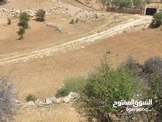  4 ارض زراعية على شارعين في صروت الصوان قرب الفلل و منتزه الامير هاشم قرب بيرين و شفا بدران بسعر مغري