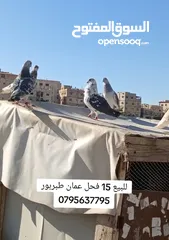  2 للبيع 15 طير حمام فحول
