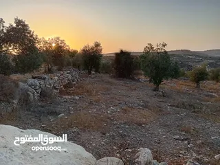  4 ارض زيتون للبيع في صوريف