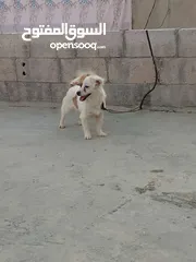  4 كلبة جاك رسل