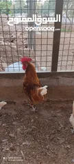  6 دجاج لوهمان