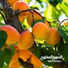  16 جميع انواع الاشجار  وفريق لصيانة وتنسيق جميع الحدائق والأشجار