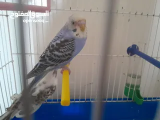  1 ثلاث عصافير بادجي (حب) للبيع