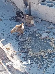  1 جاج بلدي راقد بدون بيض