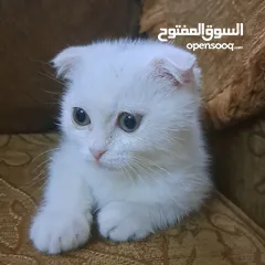 2 تواصل واتساب  " قطط هملايا وسكوتش فولد "